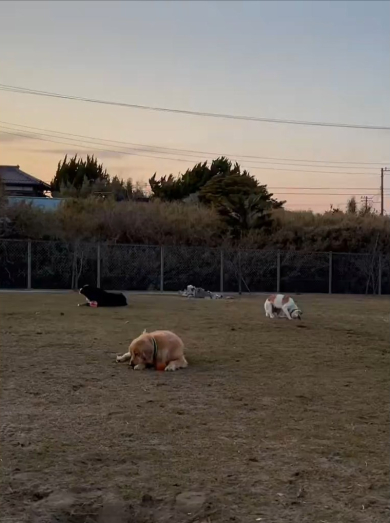 ドッグランで走らないワンコたち