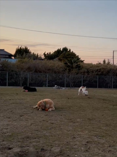 ドッグランで走らないワンコたち