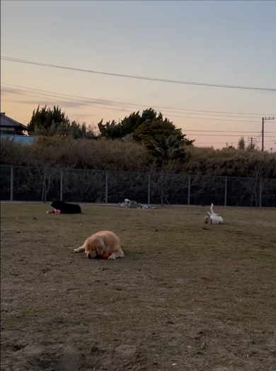 ドッグランで走らないワンコたち