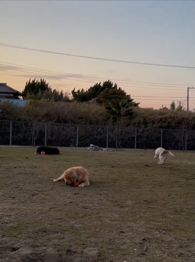 ドッグランで走らないワンコたち