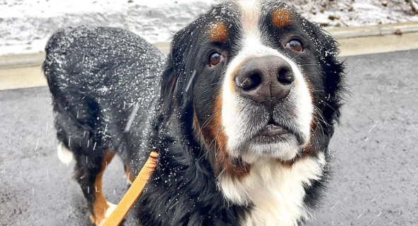 散歩中のワンコ