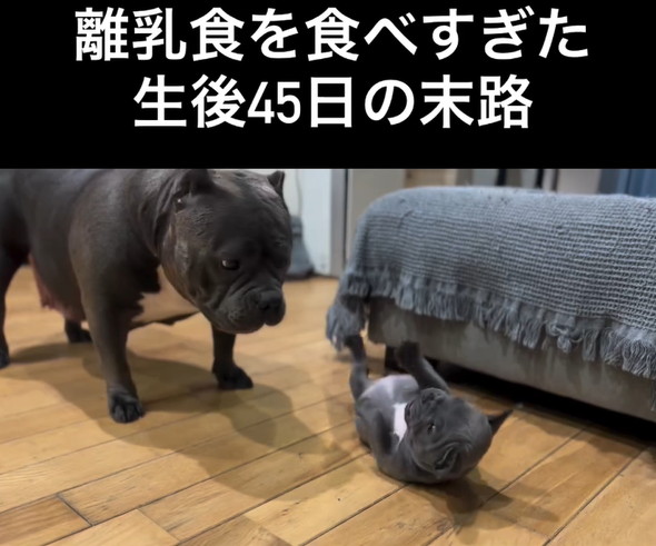 起き上がれない子犬