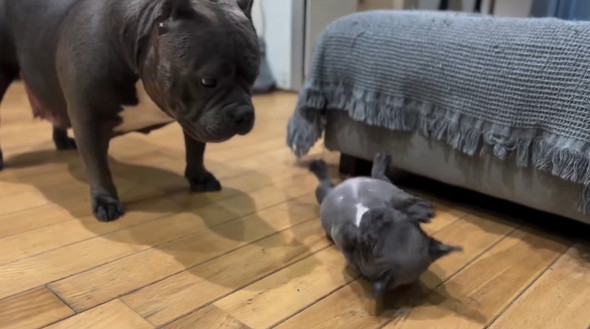 起き上がれない子犬