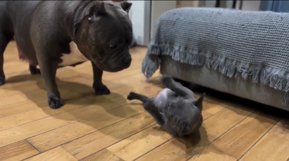 起き上がれない子犬