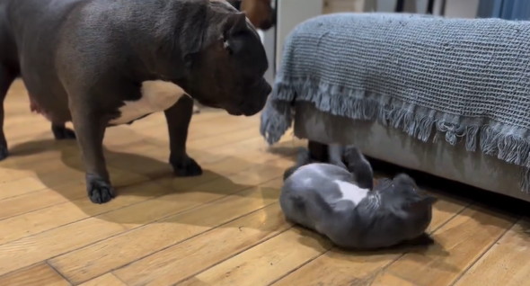 起き上がれない子犬