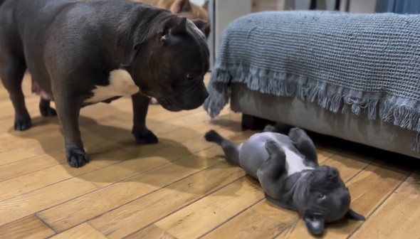 起き上がれない子犬