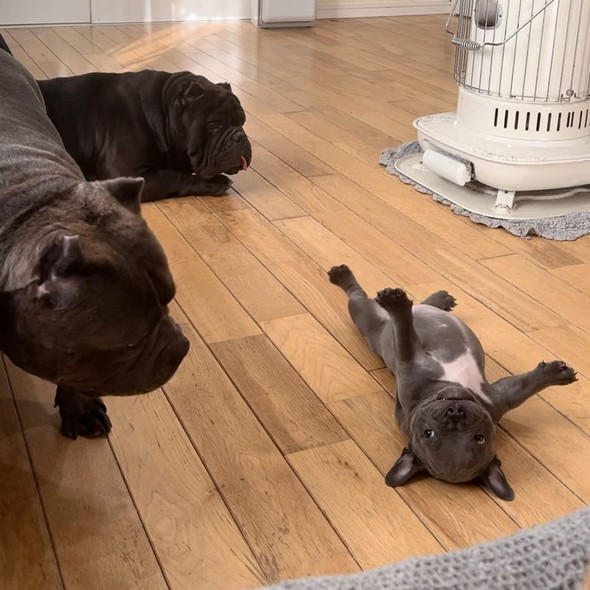 起き上がれない子犬