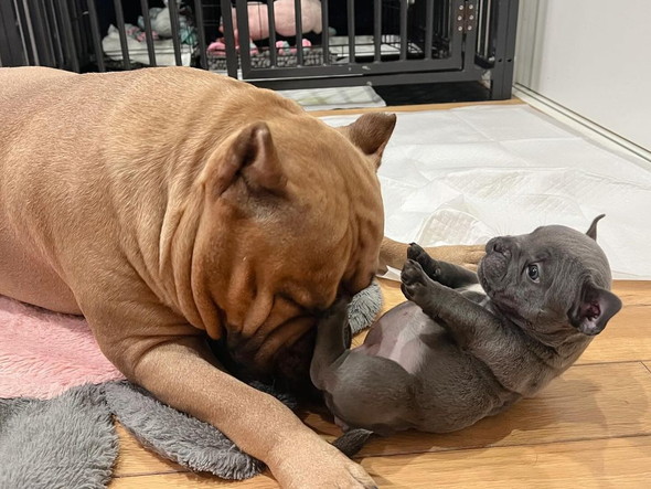 起き上がれない子犬