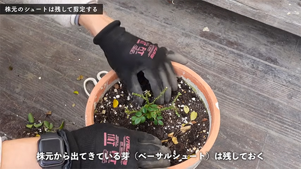 剪定したカーペットローズ