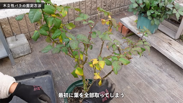 最初に葉を全部取ってしまう