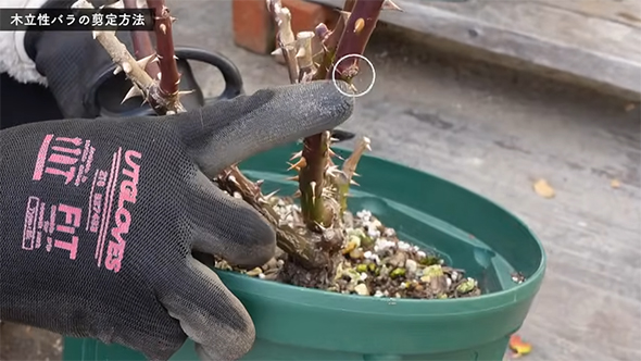 切る前の枝の外芽に白い丸