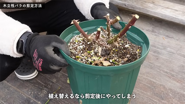 植え替えるなら