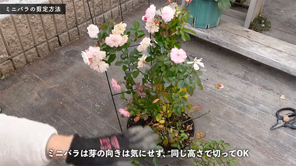 ミニバラは芽の向き