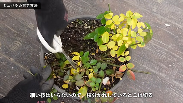 細い枝はいらないので