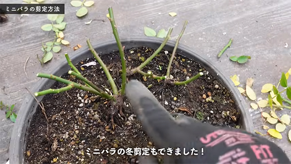 ミニバラの冬剪定もできました