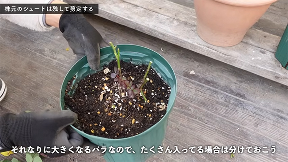 剪定したインフィニティローズ、緑色の鉢