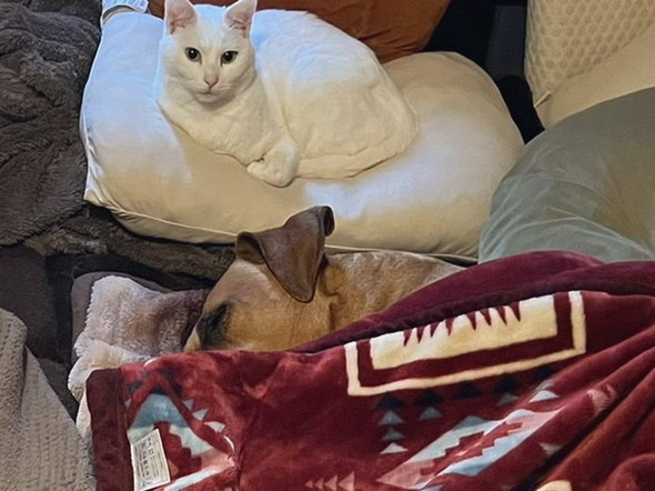 ベッドで寝る土佐犬のワンコと枕でくつろぐ猫ちゃん