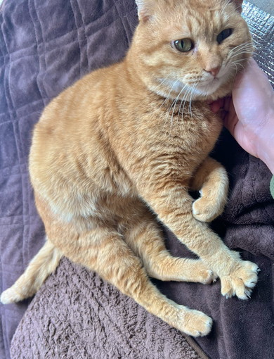 飼い主さんの膝上でくつろぐ猫ちゃん