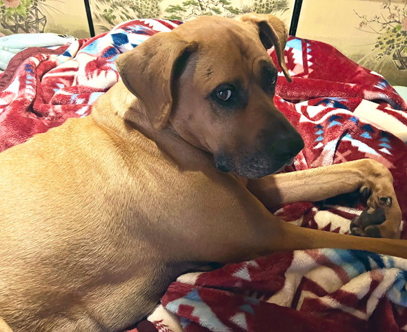 横になっている土佐犬のワンコ