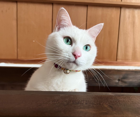 正面から見る白猫ちゃん