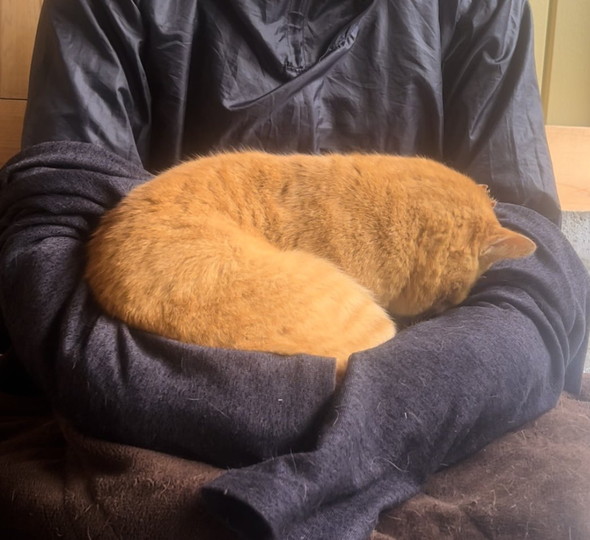 抱えられている猫ちゃん