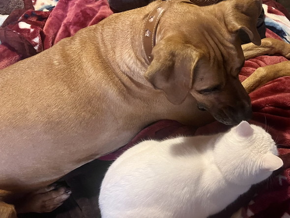 土佐犬のワンコと猫ちゃんが並んでくつろいでいる姿