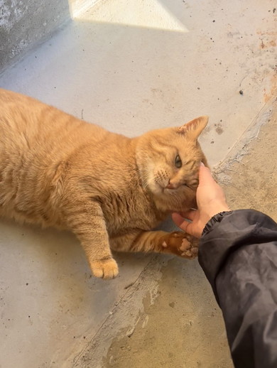 飼い主さんの手にじゃれる猫ちゃん
