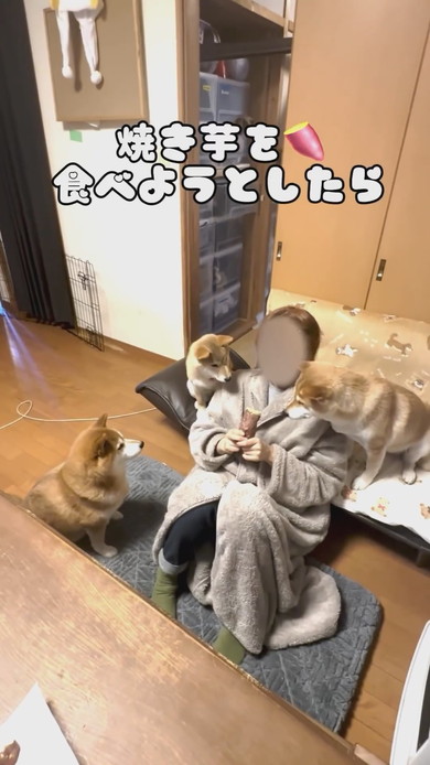 焼き芋を持つ飼い主さんとワンコ3匹