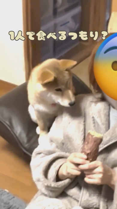 焼き芋を持つ飼い主さんとワンコ3匹