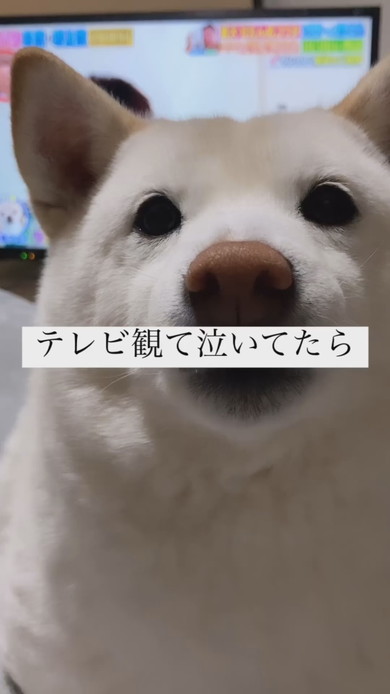 見つめる白柴犬のワンコ