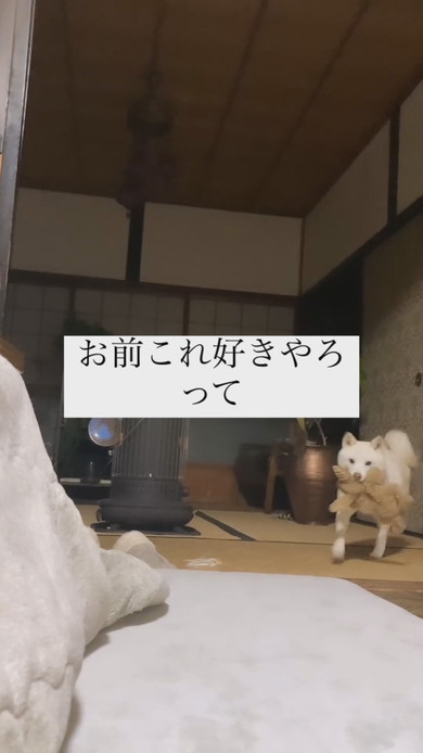 ぬいぐるみをくわえて駆け寄る白柴犬のワンコ
