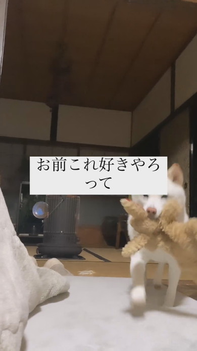 ぬいぐるみをくわえて駆け寄る白柴犬のワンコ