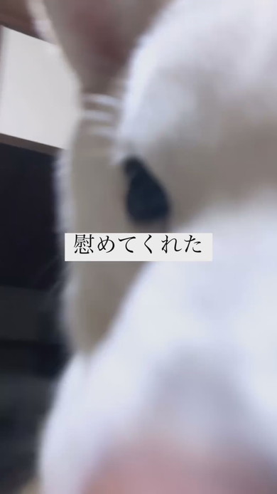 ぬいぐるみを飼い主さんに押し付ける白柴犬のワンコ