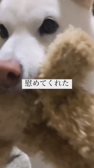 ぬいぐるみを飼い主さんに押し付ける白柴犬のワンコ