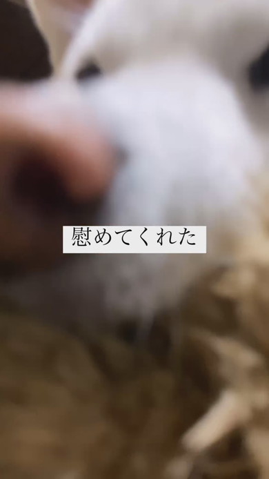 ぬいぐるみを飼い主さんに押し付ける白柴犬のワンコ