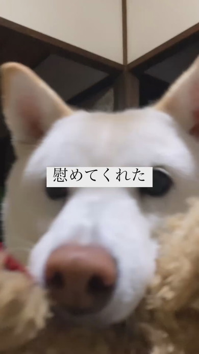 ぬいぐるみを飼い主さんに押し付ける白柴犬のワンコ