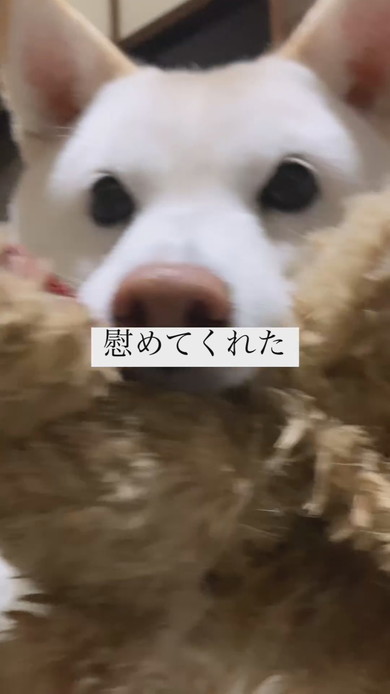 ぬいぐるみを飼い主さんに押し付ける白柴犬のワンコ