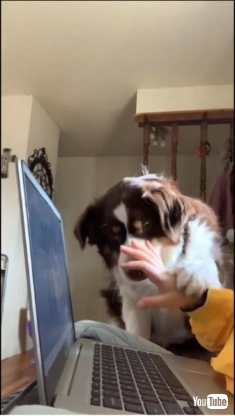 なでてアピールする犬