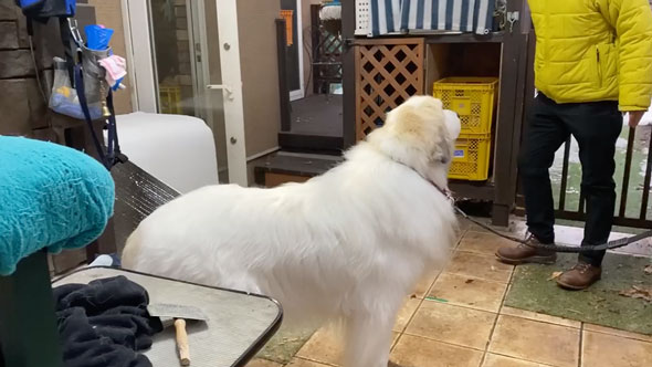 みんなの帰宅に喜ぶ大型犬