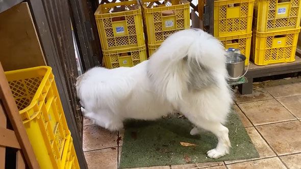 みんなの帰宅に喜ぶ大型犬