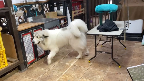 みんなの帰宅に喜ぶ大型犬