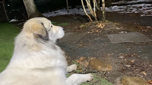 みんなの帰宅に喜ぶ大型犬