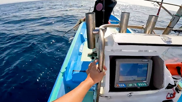 見たこともない魚