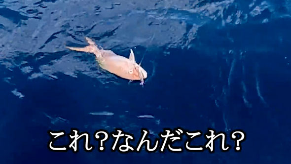 見たこともない魚