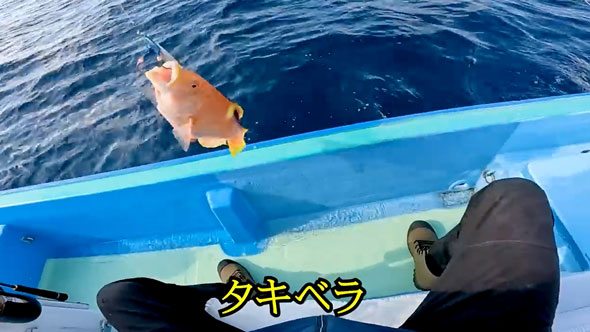 見たこともない魚