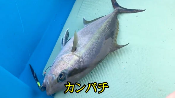 見たこともない魚