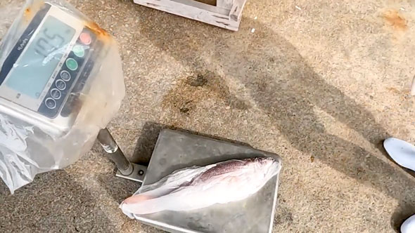 見たこともない魚