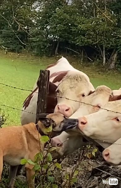 牛にキスするワンコ