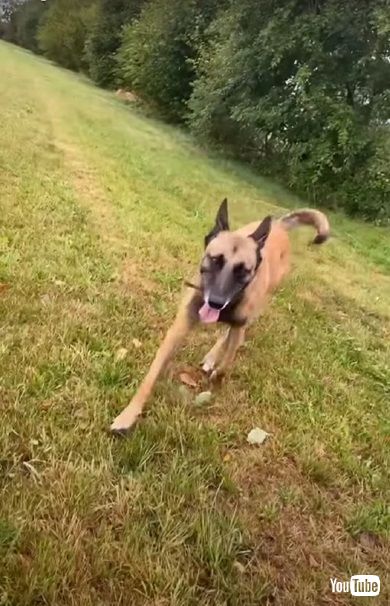 牛にキスするワンコ