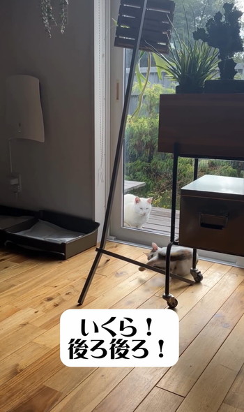 保護子猫